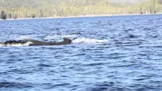 Humpback whales charge group of transient orcas