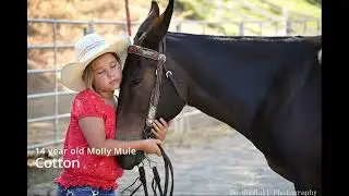 Cotton - 14-year-old Molly Mule for Sale 2024