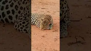 LEOPARD - das hätten wir so nicht erwartet 👉siehe Caption