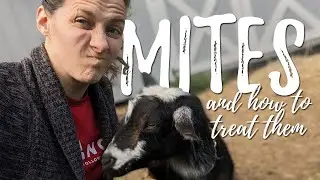 MITES: How to treat goat mites holistically