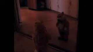 Кот танцор