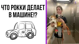 ЧЕМ занять СОБАКУ в Машине? / ДАЧНЫЙ СЕЗОН🌿 / VLOG 🏠🐶
