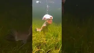 Wiggle-fish 🥴 and a pike