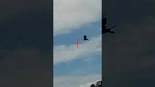 Crow Shooting Shots with ShotKam Gen 4