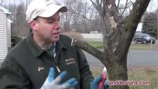 How to Prune (Not Kill) Trees and Shrubs