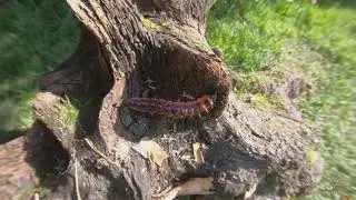 Weidenbohrer - Goat moth (Cossus cossus)