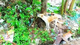 ক্ষুধার্থ কুকুরের আর্তনাদ,