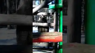 Свинка Папа в реальной жизни она существует😲