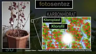 Fotosentez (Fen Bilgisi)