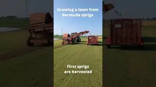 Ultimate Lawn Transformation #lawnrenovation