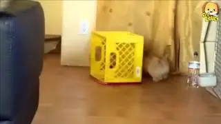 Super dizziness