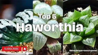 🪴Top 5 Haworthias, Part 2🪴🌵🌹 Haworthia succulent