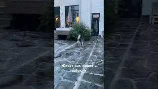 Как кошка с собакой