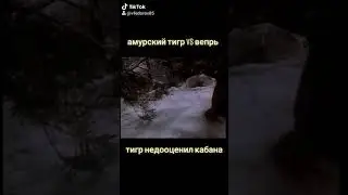 Амурский тигр