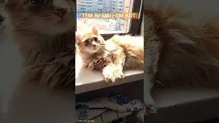 Ему вообще пофиг на жару! #кот #топ #жара #прикол