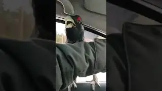 Глухарь