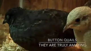 Cute Chinese Painted Button Quail