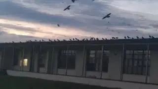 Parliament of crows