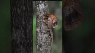 Эта ящерица бегает на задних лапах! 