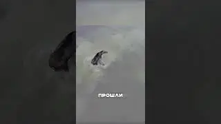 Лось против СЕВЕРНОГО хищника 😱🔥👏
