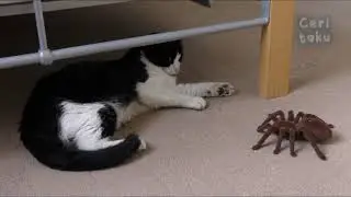 Kucing lucu dan laba laba,Ceritaku