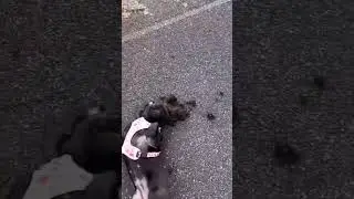 #shorts  #tiktok  #funny  #dog  #cute  #best  #animal  #jokes  #animal  #subscribe