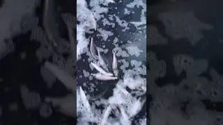 A school of herring got stuck in shallow water.