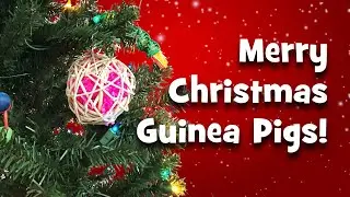 Merry Christmas Guinea Pigs!