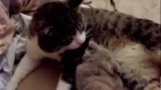 Кошачьи нежности | Cat's tenderness