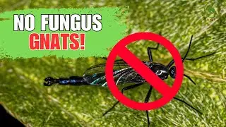 Natural Methods to Eliminate Pesky Fungus Gnats