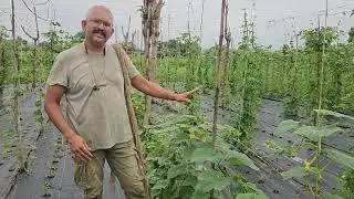 काकडी साठी जाळी विणणे Weaving Net Trellis for Cucumber #trellis #cropnet #cucumber #cropsupportnet