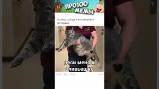 #мемы