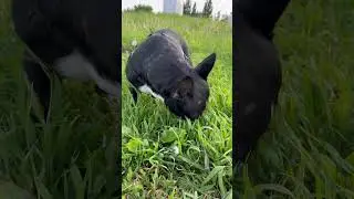 Траву?грязную у дороги? Конечно буду
