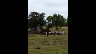 Hermes joining the big paddock