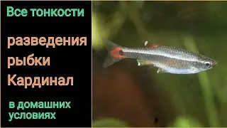 Разведение аквариумных рыбок Кардинал (Tanichthys albonubes) | White cloud mountain minnow breeding