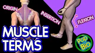 Muscle Terms: Movements, Origin and Insertion