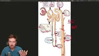 The Nephron: Nature's Filtration System
