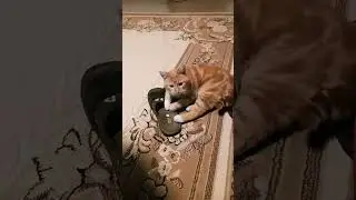 Васька соскучился за папой.
