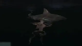 Coddy VS Shark