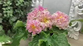 Наши сеянцы фиалок