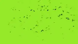 Birds flying green screen effects/birds editing effects/use anywhere copyright free birds video.