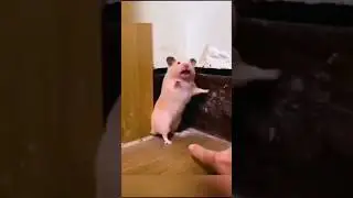 Funny Animals Compilation #shorts