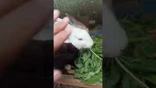 Agresif #kelinci #rabbit #lucu #kelincilucu #gemes #hewanpeliharaan