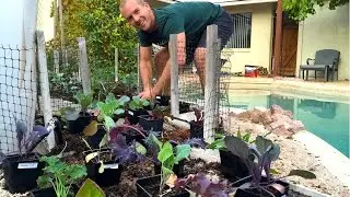 Planting a Successful Backyard Garden - Amazing!