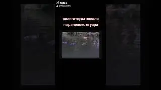 Алигатор