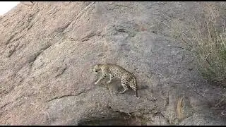 TODAY MORNING SIGHTING LEOPARD|| RANTHAMBORE NATIONAL PARK||#viral #trending #wildlife