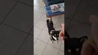 Training with SHIBA! such a GOOD BOY!