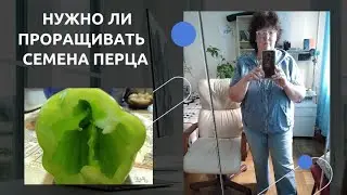 Нужно ли проращивать семена перца