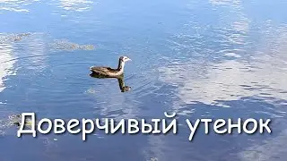 Доверчивый утенок