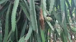 MAGALING NA DISKARTE SA GAPANGAN NG DRAGON FRUIT | PWEDE PALA - D' Green Thumb
